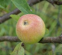 Gul Richard æble 